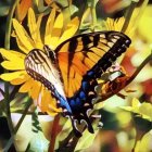 Colorful Butterfly on Yellow Sunflower Amid Sunflowers and Foliage