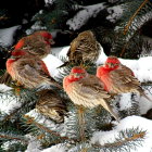 Vibrant birds on snow-covered evergreen branches