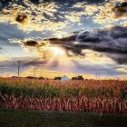 Sunrise panoramic view of cornfield with sunbeams and barn silhouettes