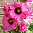 Bright pink hollyhock flowers with yellow stamens and green foliage on soft pink backdrop