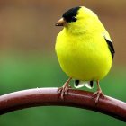 Colorful Bird with Blue and Yellow Plumage Perched on Branch with Pink Blossoms