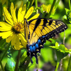 Yellow Butterfly on Yellow Daisy with Blue Markings in Green Foliage