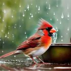Red Northern Cardinal perched near metal bowl in rain splashes