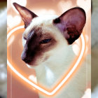 Siamese Cat with Blue Eyes and Heart Filter Displayed