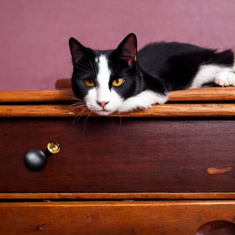 Black and white cat on wooden drawer with purple wall background