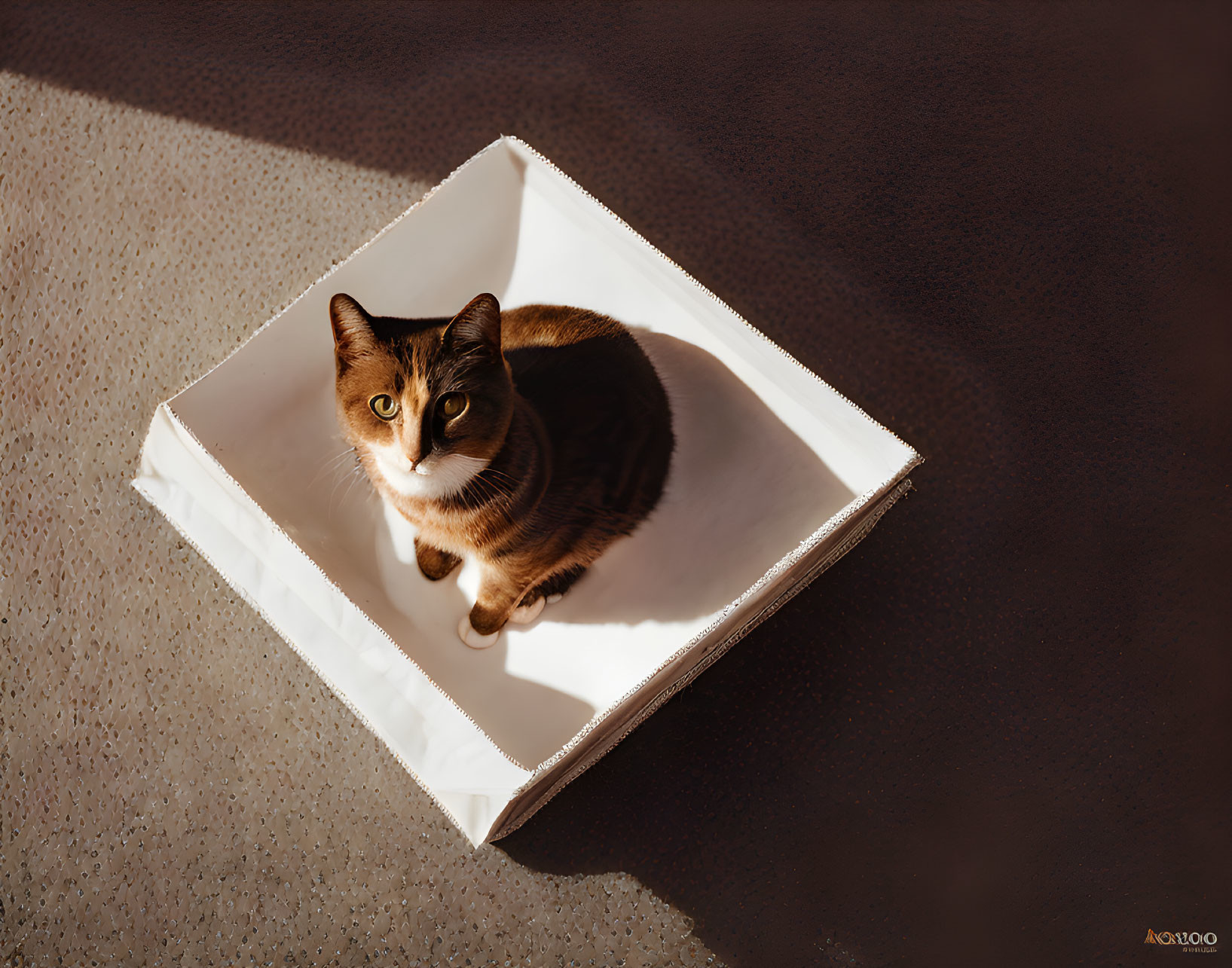 Brown and Black Striped Cat in White Square Box with Shadows