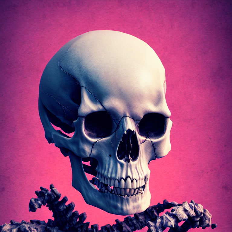 Profile view of human skull and spine on pinkish-purple background