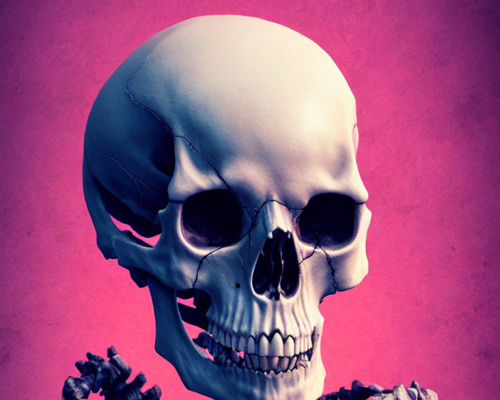 Profile view of human skull and spine on pinkish-purple background