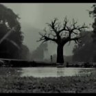 Leafless Tree Reflecting in Still Water in Monochrome Landscape