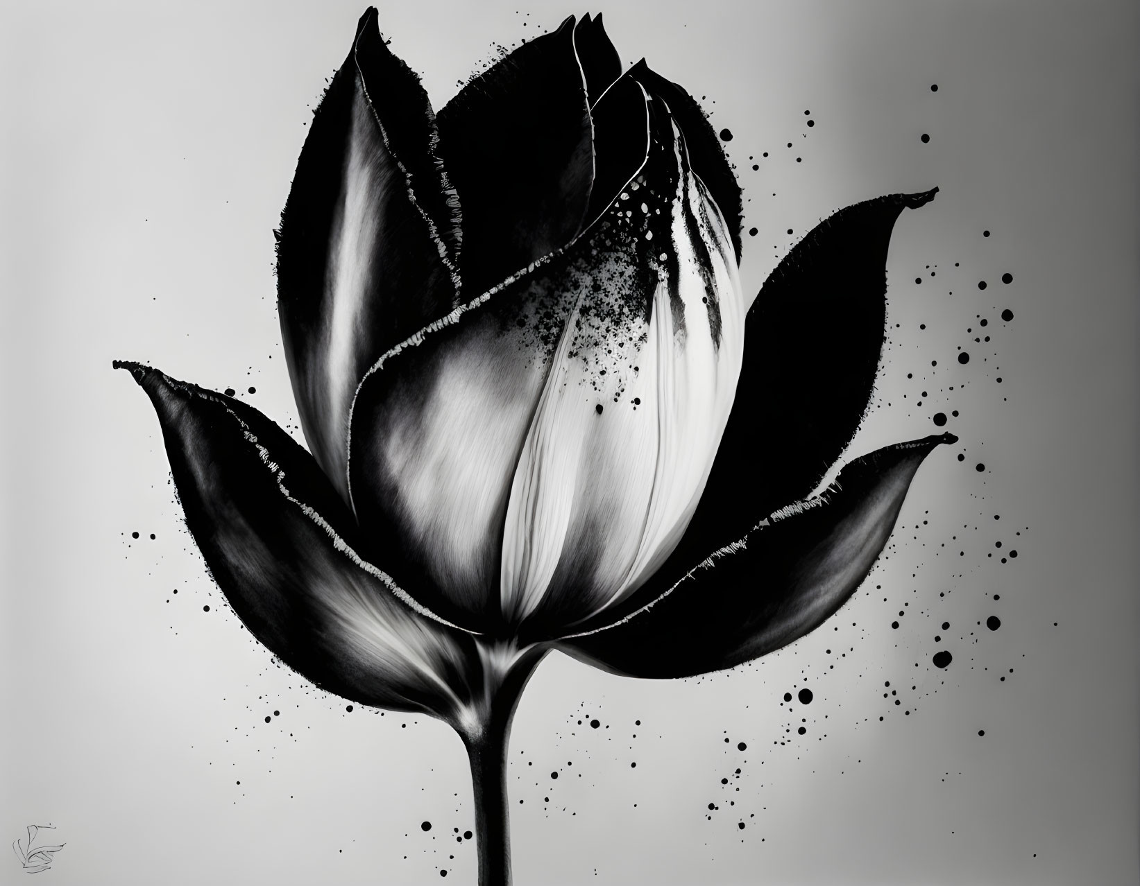 Stylized monochrome tulip art with ink splatter on light background