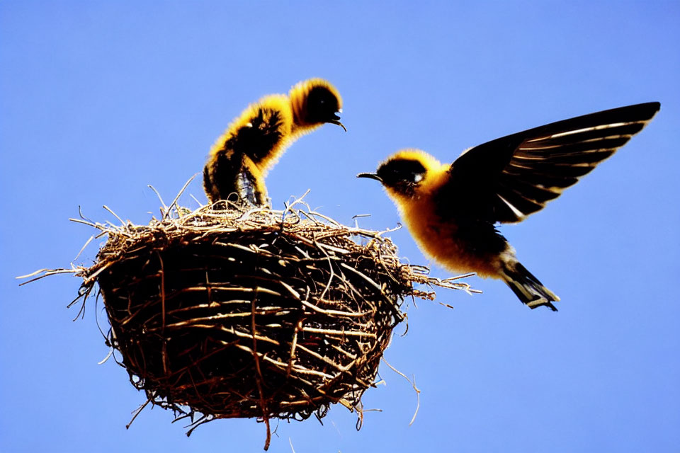 Birds at nest: One perched, one approaching with open wings