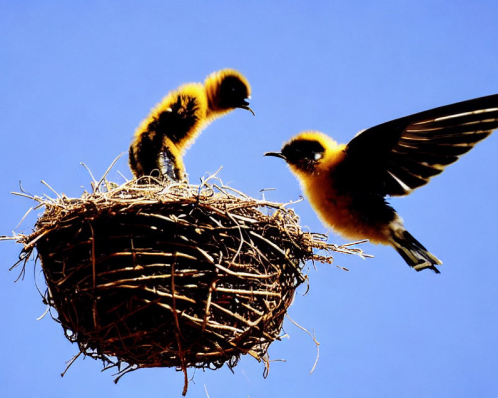 Birds at nest: One perched, one approaching with open wings