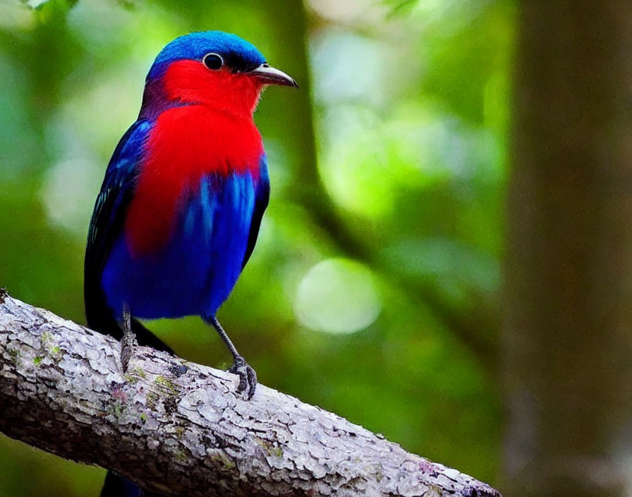 Colorful Bird with Red and Blue Plumage on Forest Tree Branch