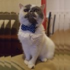 Fluffy White and Black Cat with Bow Tie Beside Lit Candle