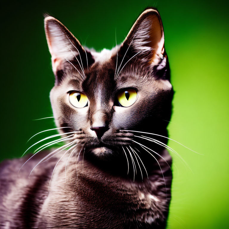 Sleek Black Cat Portrait with Yellow Eyes on Green Background