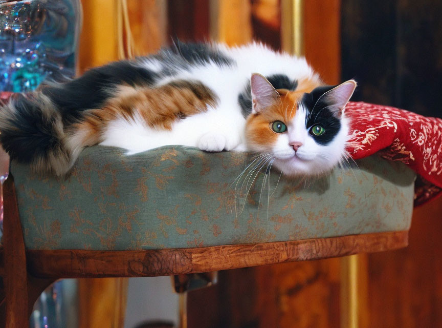 Calico Cat with White, Orange, Black Coat and Green Eyes on Red Stool