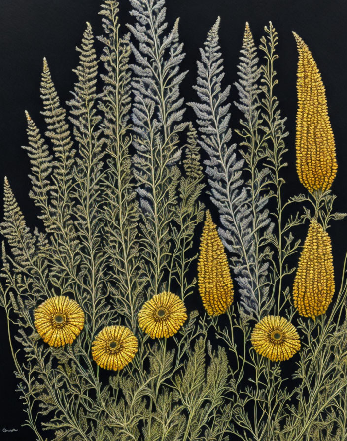 Yellow and White Spike-Like Petal Flowers on Black Background