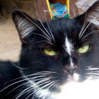 Detailed close-up of black and white cat with green eyes and pink nose