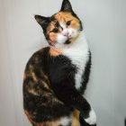 Calico Cat Watercolor Painting with European Landmark Backdrop