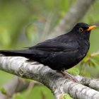 Glossy blackbird perched on tree branch in painterly style