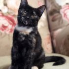 Seated Black Cat with Pink Roses on Beige Background