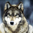 Majestic brown and gray wolf in snowy starry scene with delicate neck flora