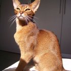 Stylized serval with large green eyes on grey background