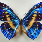 Colorful Watercolor Painting of Butterfly with Blue and Yellow Wings