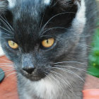 Gray Striped Cat with Amber Eyes in Serene Pose Among Greenery