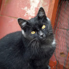 Colorful painting of black cat with amber eyes on red and black backdrop