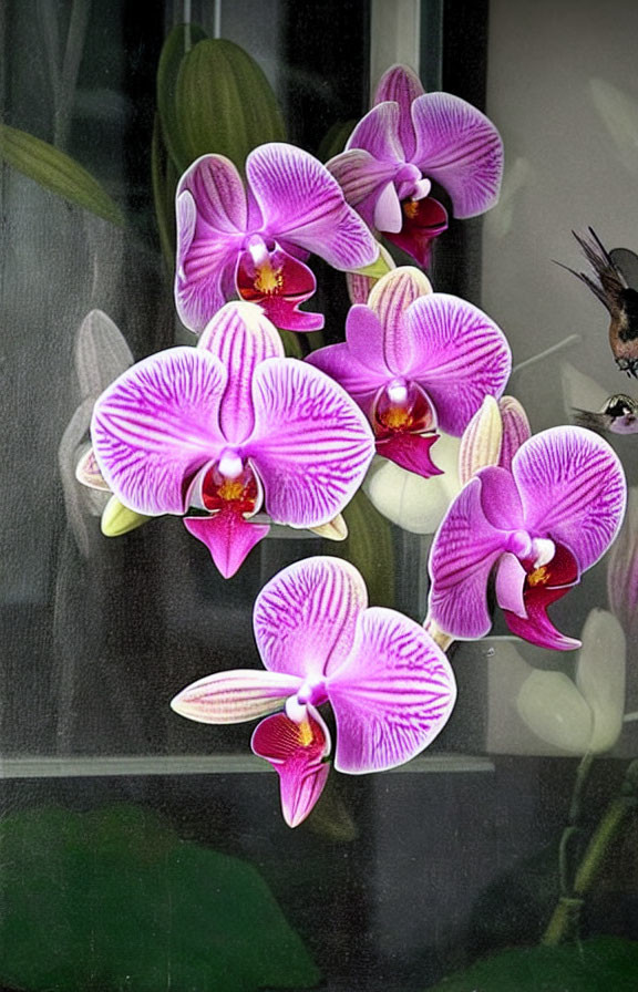 Striped purple and white orchids with window backdrop and blurred bird-like object