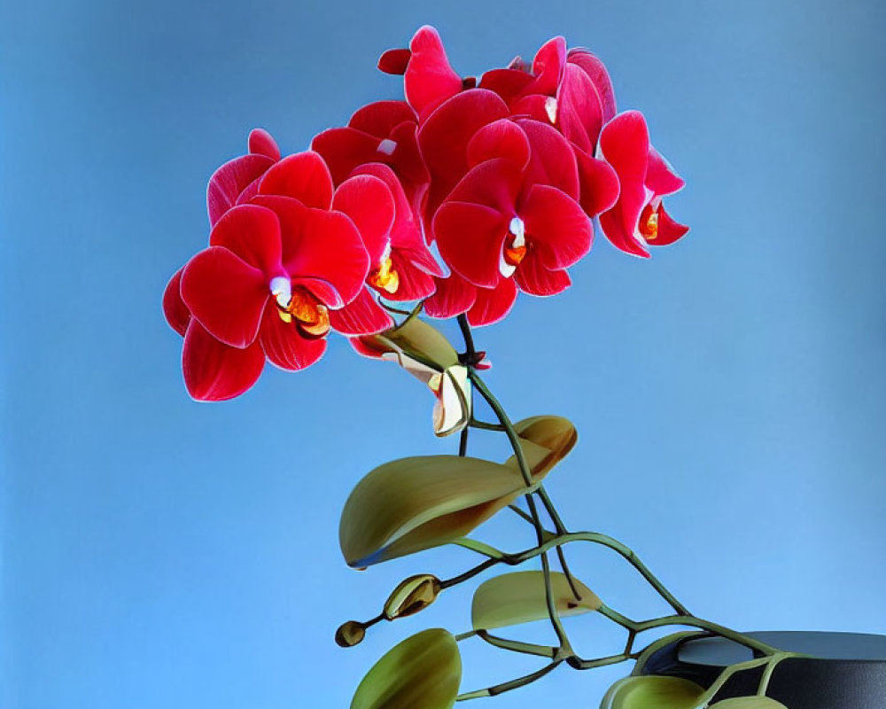 Vibrant red orchid flowers in full bloom on gradient blue background