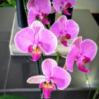 Striped purple and white orchids with window backdrop and blurred bird-like object