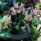 Tranquil indoor setting with pink and purple flowers in blue vase