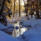 Winter forest scene with snow-covered floor and tall trees under sunlight rays