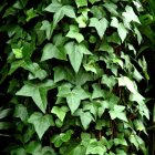 Green foliage with red and white butterflies in vibrant garden scene