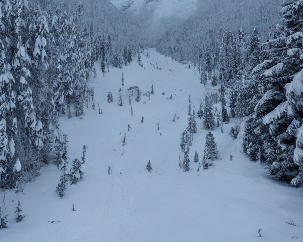 Snowy Mountain Landscape with Pine Forests and Ski Tracks