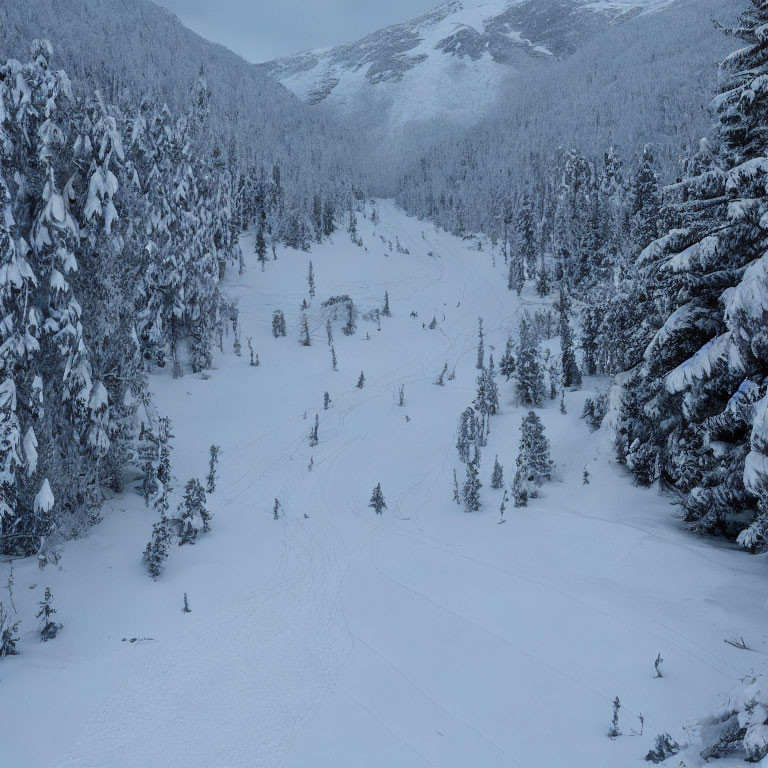 Snowy Mountain Landscape with Pine Forests and Ski Tracks