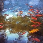 Tranquil pond with clear water, orange koi fish, and lush aquatic plants