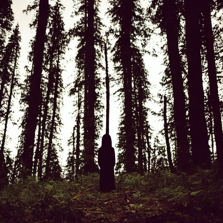 Mysterious silhouette in dense pine forest under overcast sky