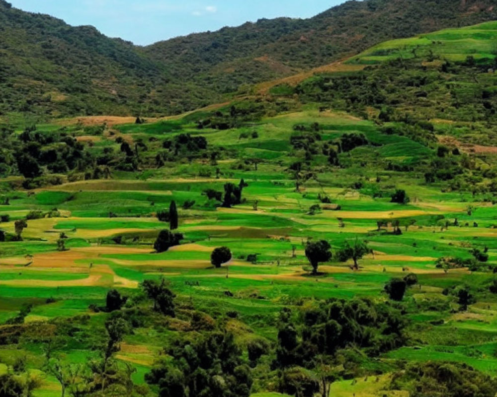 Scenic green terraced fields with yellow crops and trees against rolling hills