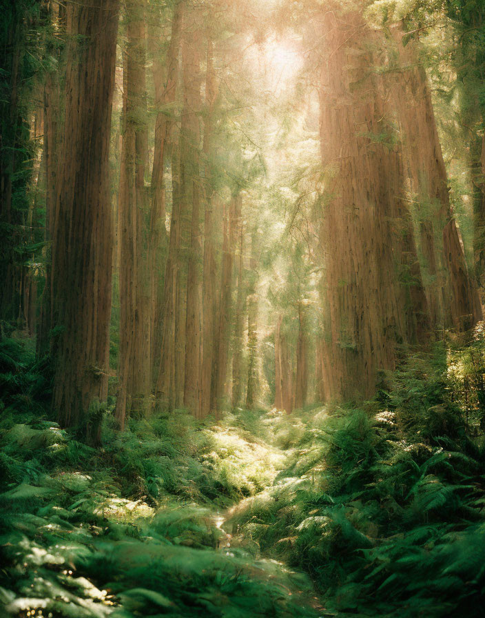 Dense forest of towering redwood trees under sunlight