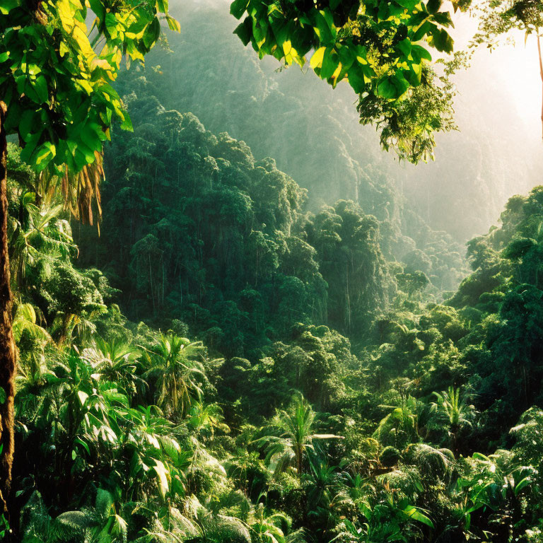 Vibrant green foliage in dense tropical rainforest