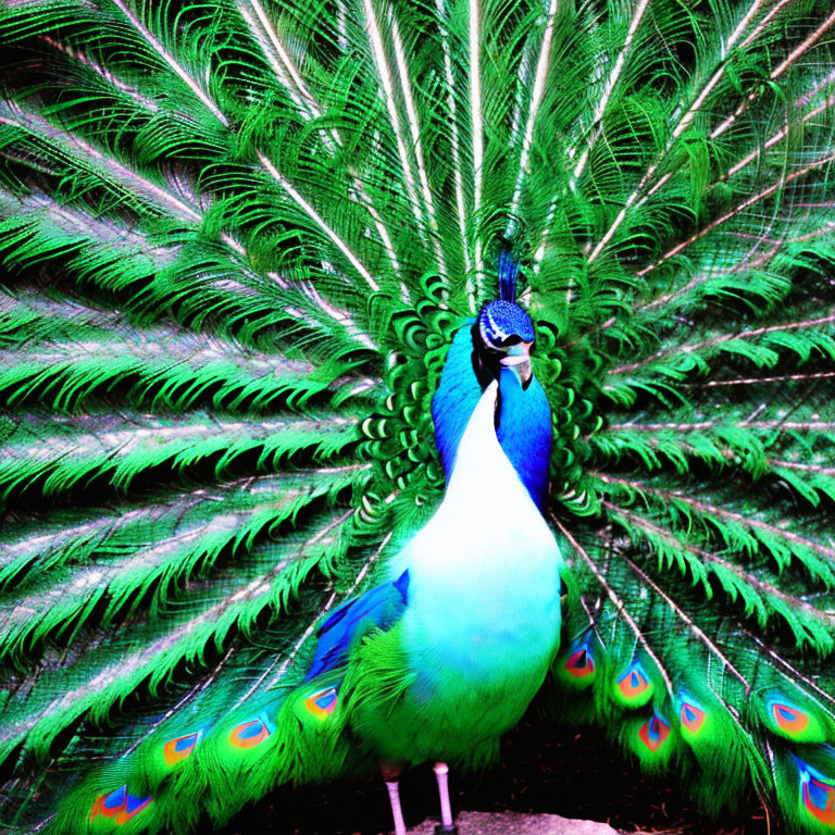 Colorful Peacock with Iridescent Blue and Green Tail Feathers