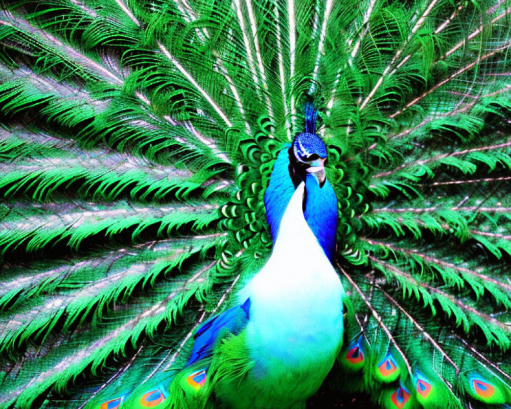 Colorful Peacock with Iridescent Blue and Green Tail Feathers