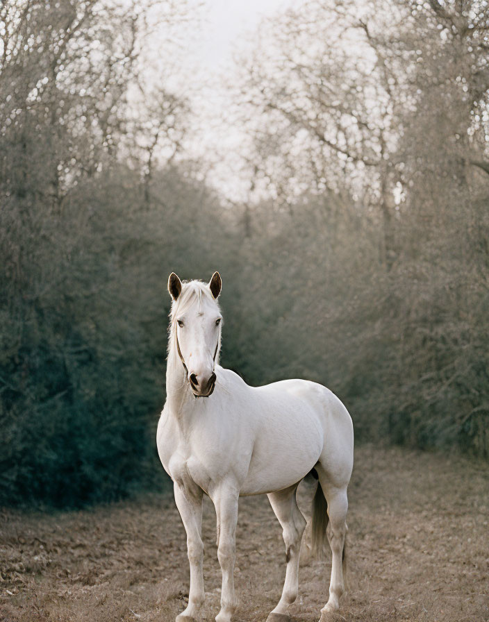 White Horse in Serene Setting with Trees Background