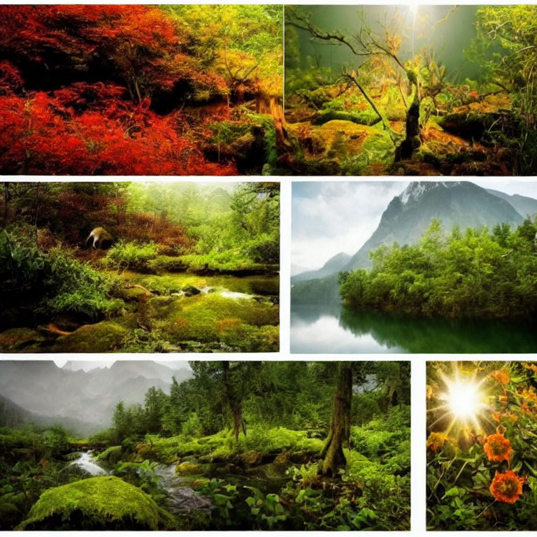 Six Serene Nature Scenes: Greenery, Autumn Leaves, Forests, Lake, Flowery Fields