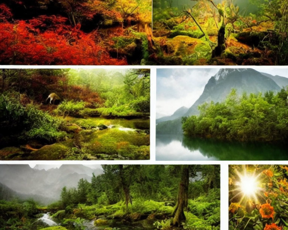 Six Serene Nature Scenes: Greenery, Autumn Leaves, Forests, Lake, Flowery Fields