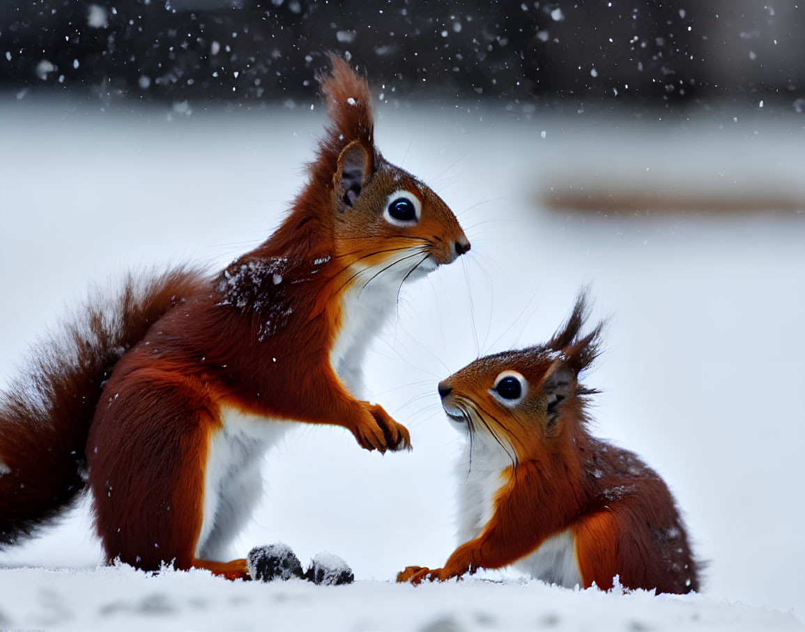 Two Red Squirrels in Snow with Falling Snowflakes