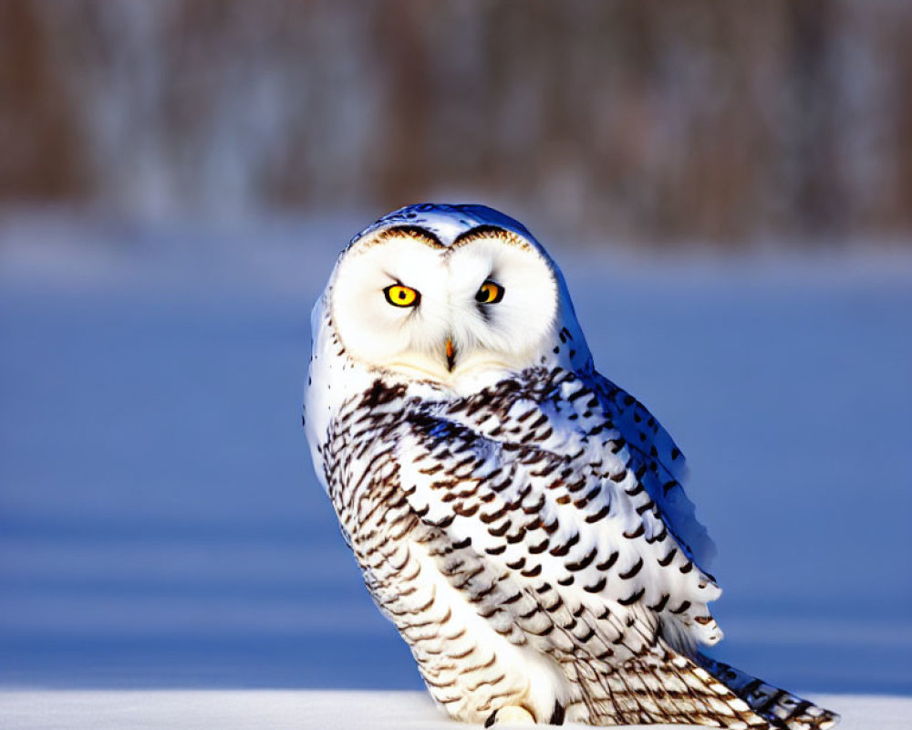 Piercing yellow-eyed snowy owl in snowy landscape